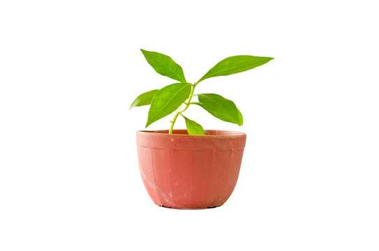 盆栽孤樹