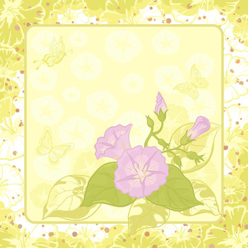花的背景；Ipomoea