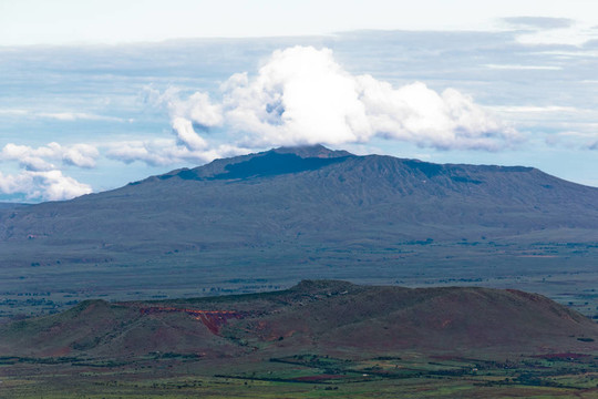 火山的樹木