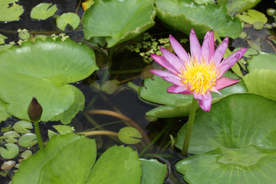 兩紫蓮花