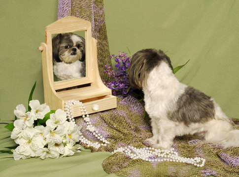 Shih Tzu看在Mirror體現(xiàn)的自我形象