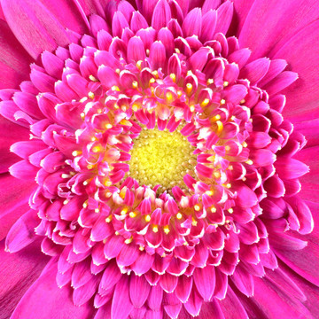 黃色的中心廣場Pink Gerber Flower