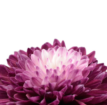 紫菊花與白色中心隔離
