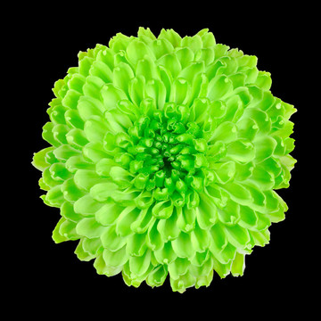 酸橙綠菊花