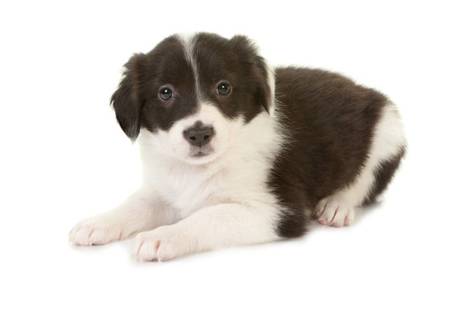 在古代牧羊犬