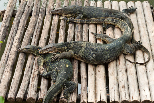 水巨蜥（Varanus salvator