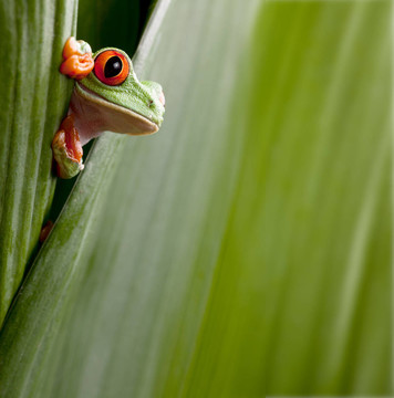红眼树蛙偷窥