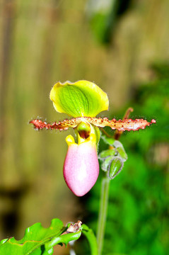 蘭花