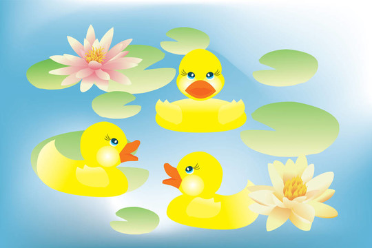 小鴨子在蓮花湖游泳