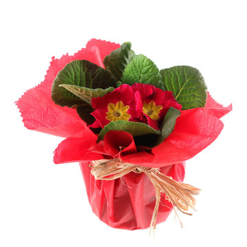 美麗的面包和奶酪的花瓶WRA