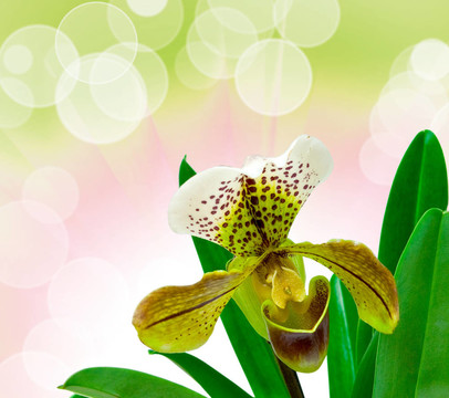 蘭花
