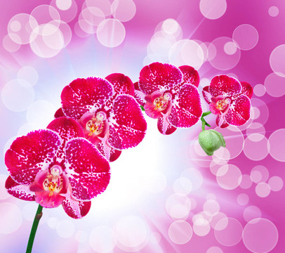 蘭花