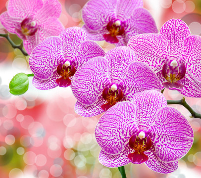 蘭花