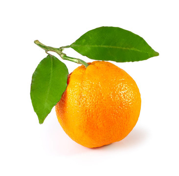 橘子葉