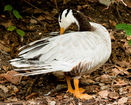 美麗的Man Duck