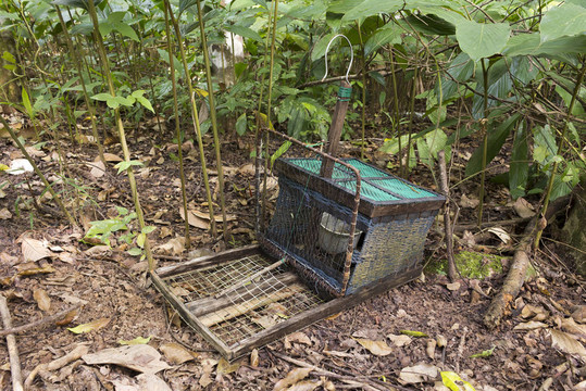手工制作的捕鳥器
