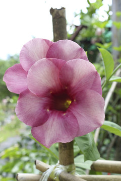 紫色的Bignonia Flower