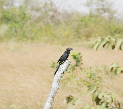 光滑的嘴鳥（Crotophaga ANI）棲息在樹枝