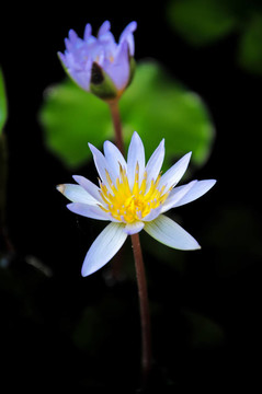 蓮花叫睡蓮野生。