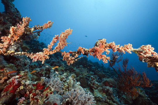 紅海的珊瑚和魚類