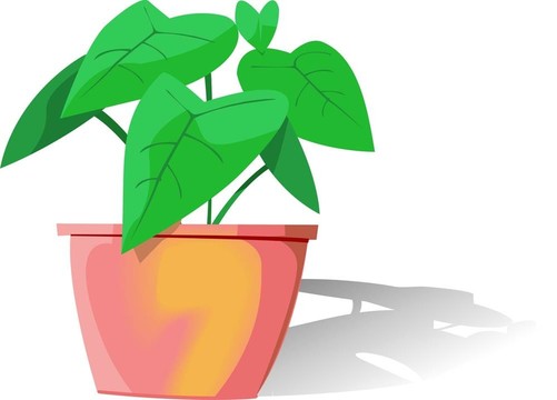 植物