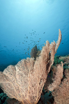 紅海的珊瑚和魚類