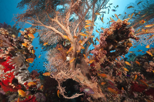 紅海的珊瑚和魚類