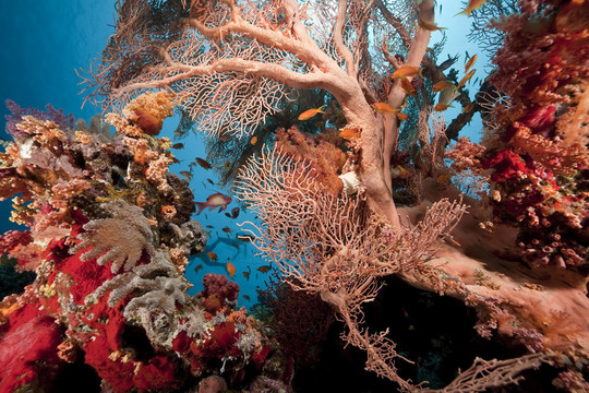 紅海的珊瑚和魚類