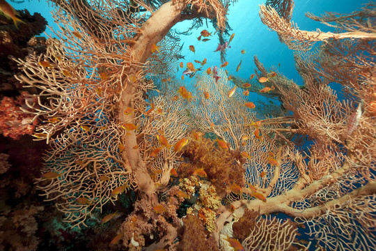 紅海的珊瑚和魚類