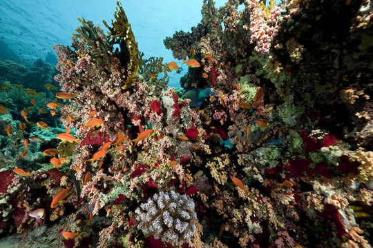 紅海的珊瑚和魚類