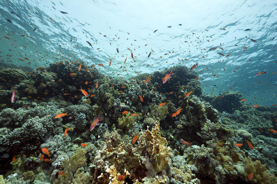 紅海的珊瑚和魚類