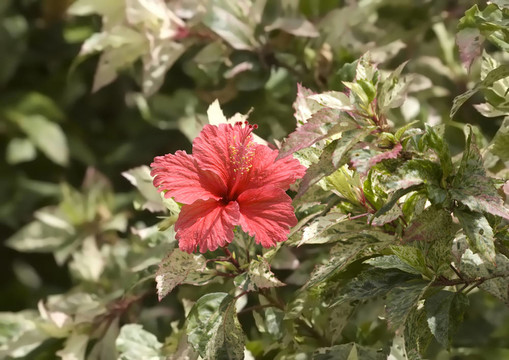 hibiskus花