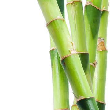 竹