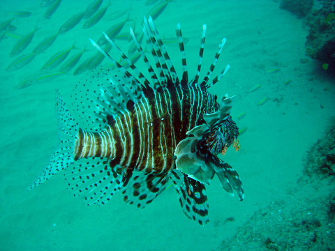 魔鬼firefish獅子魚