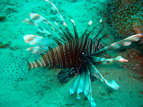 魔鬼firefish獅子魚