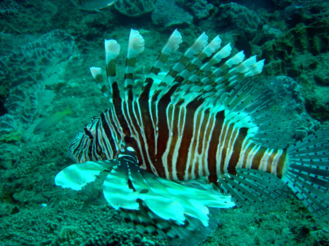魔鬼firefish獅子魚