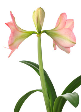 盛開(kāi)的喇叭花