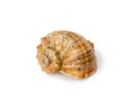 殼