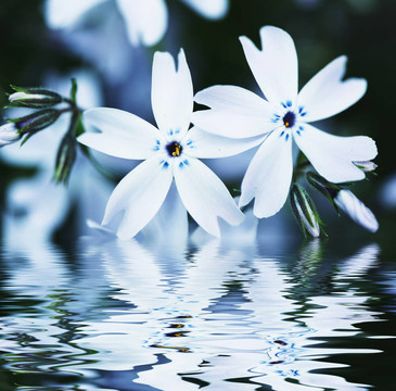 藍(lán)色的花