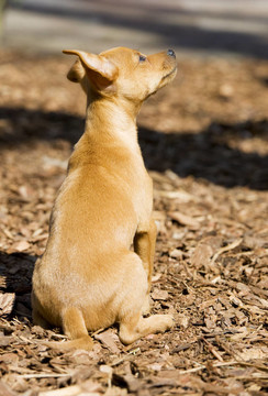 迷你杜賓犬