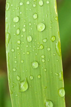 雨在草葉扣分