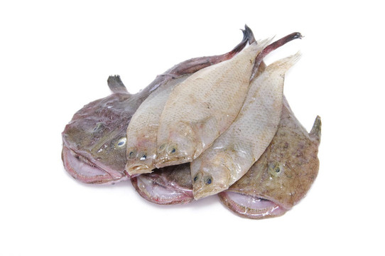 魚