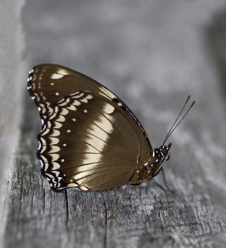 蝴蝶Hypolimnas bolina共同eggfly女