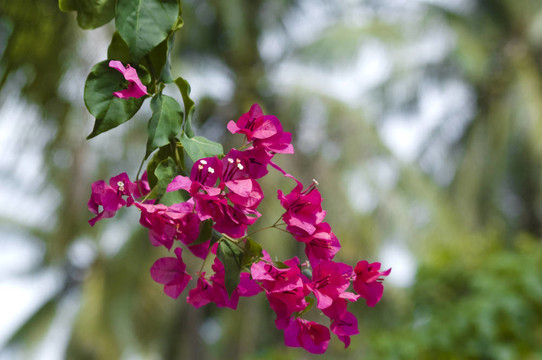 Bougainvillea的花