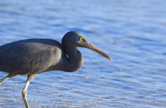 小藍(lán)鷺（Egretta caerulea）釣魚