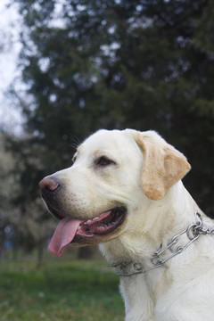 金retreiver
