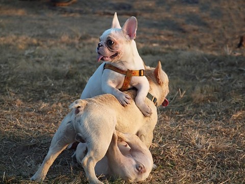 三法國斗牛犬幼犬