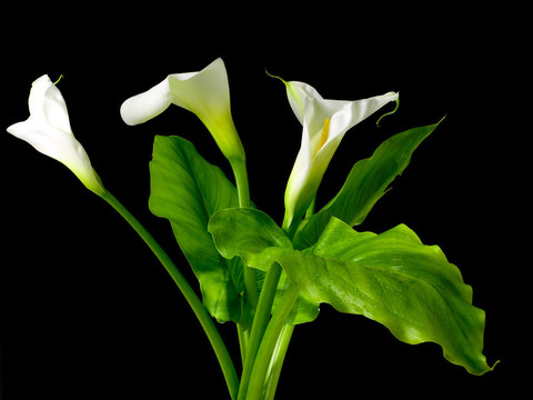 Calla百合花