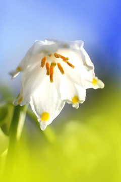 雪花蓮