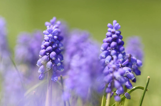 葫蘆花